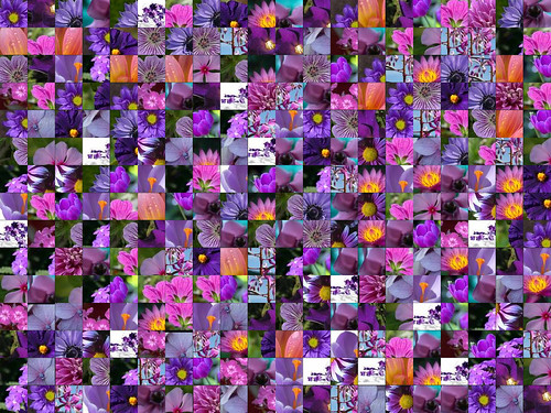 Purple Flower Montage