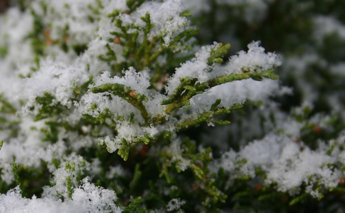 snow on evergreen bush