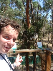 I Meet Some Koalas