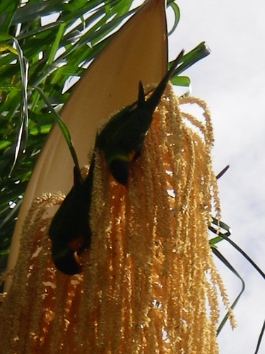 Parrots in a Palm Tree