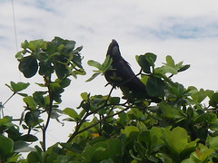 Black Red-tailed Cockatoo