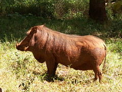 Warthog @ Animal Orphanage in Nairobi National Park