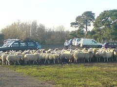 sheep in the carpark