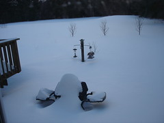 snow storm - morning back yard
