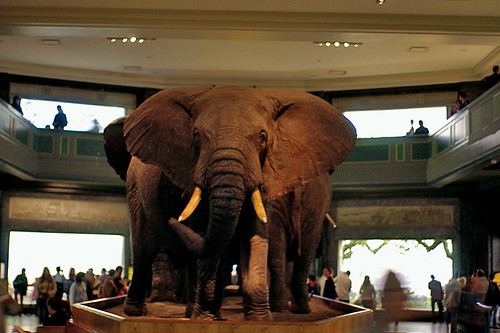 AMNH Elephant02