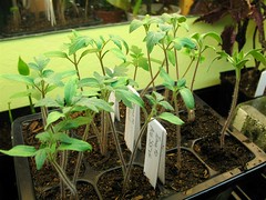 Tomato Seedlings (2 Weeks + 2 Days Old)