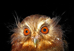 whiskered owl face