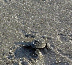 Released baby turtle, Acapulco, Mexico (by Rgtmum)