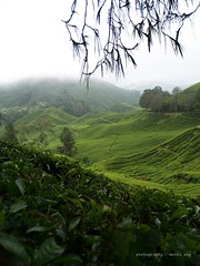 Boh Tea Plantation