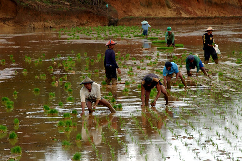 Philippines,Pinoy,Life,city,rural farm, Philippines, rice, rural, scene, working farm farming farmers workers planting Luisiana, Laguna