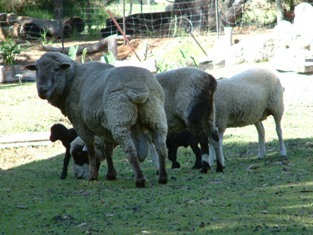 DSCF3267羊