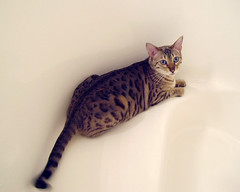 Pasha in the tub I