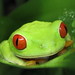 2006-01-01 379 Costa Rica_rana alborea calzonuda o red eyed frog rec