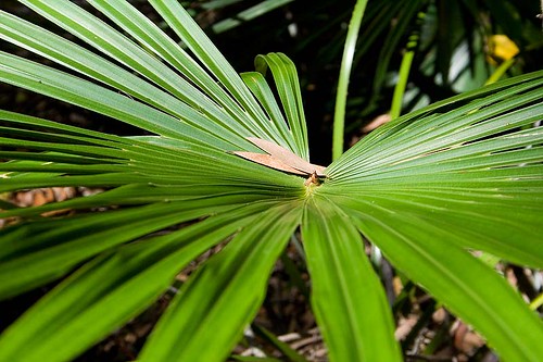 Cabbage tree palm