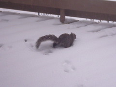 ...the squirrel is scampering...