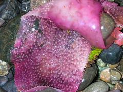 Unknown seaweed