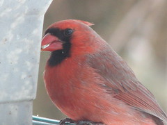 cardinal with safflower