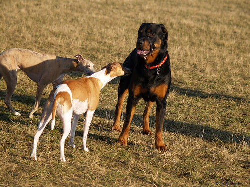 Whippets and Rottweiler