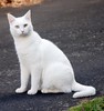 Weiße Katze aus der Nachbarschaft