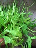 Euphorbia pugniformis fa. cristata