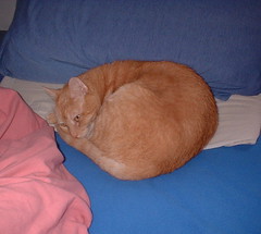 Abby sleeping near my pillow