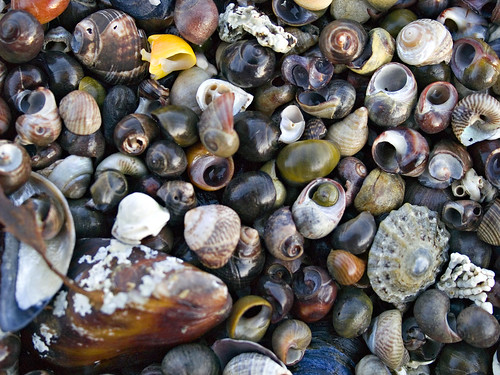 Close up picture of beach full of beautiful shells in Northern Norway