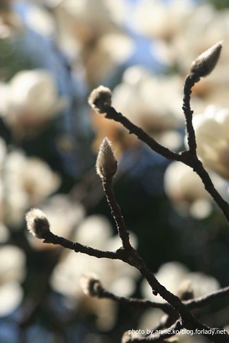 白玉蘭的花苞