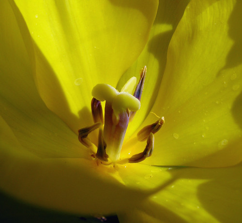 Tulip (Winner on Notsocrafty.com)