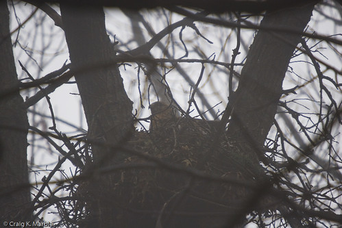 Red Shouldered Hawk on Nest in Fog