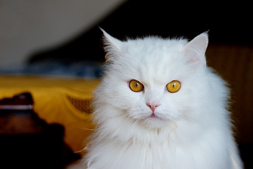 cute Persian cat pictures