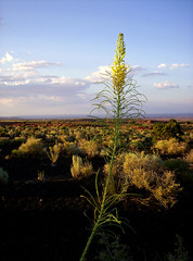 Flower in High Desert