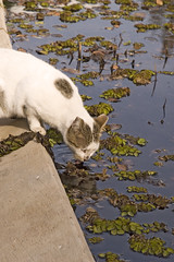 cat drink water in gan meir tel aviv