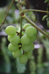 More green grapes
