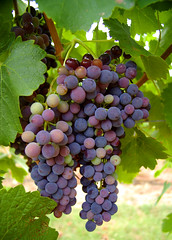 IMGP0548 - wine grapes rutherglen