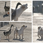Beijing Duck - Beijing Dog