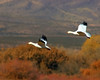 Snow Geese Fall Flight Bokeh
