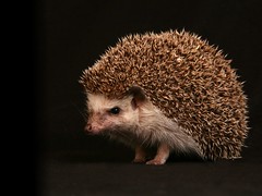 African Pygmy Hedgehog - by meantux