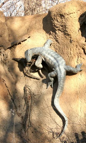 artificial display of monitor lizard, St Louis Zoo