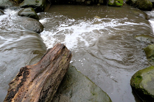 creek log