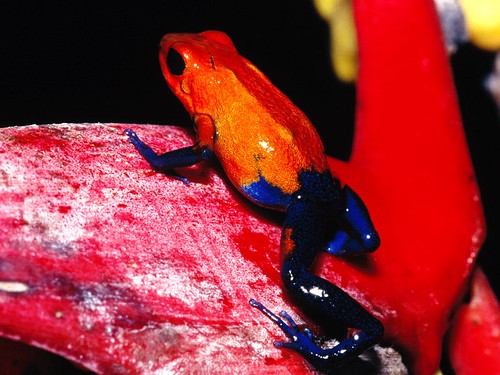 382925104 101a2be0c8 Colorful and Poisonous Frogs