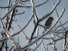 female house finch and ice