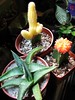 New Cactus and Succulent