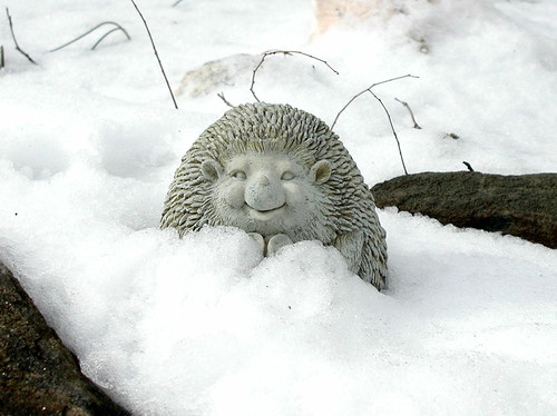 snow hedgehog