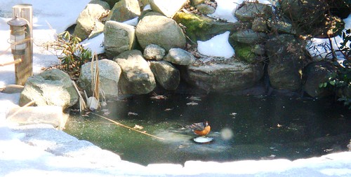 robin drinks from pond
