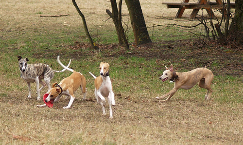 my 4 Vienna-Whippets