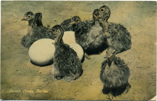 Postcard: Ostrich Chicks, Florida