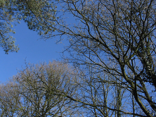 Trees and a Blue Sky - 17/03/07