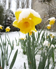 snow  covered daffodil