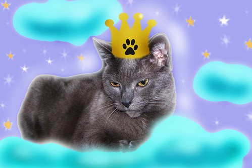 Simone: Goddess of Gray Cats