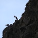 Markhor wild goats on sky line